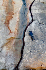 Hirundo neoxena carteri