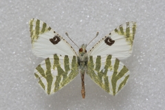 Euchloe belemia belemia