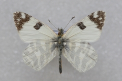 Euchloe belemia belemia