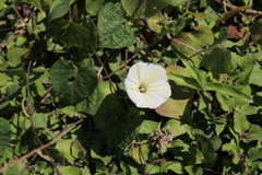 Ipomoea obscura