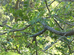 Malurus
