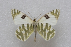 Euchloe belemia belemia