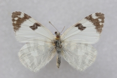 Euchloe belemia belemia