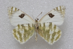 Euchloe belemia belemia