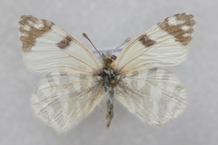 Euchloe belemia belemia
