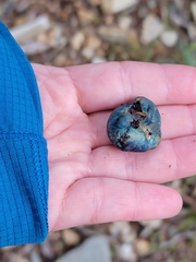 Rossbeevera pachydermis