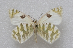Euchloe belemia belemia