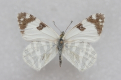 Euchloe belemia