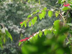 Cissus erosa