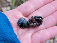 Rossbeevera pachydermis