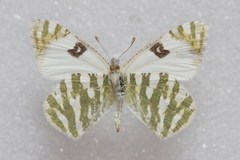 Euchloe belemia