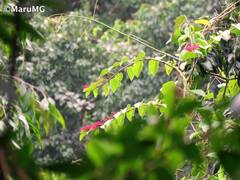 Cissus erosa