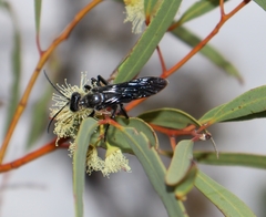 Sphex fumipennis