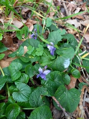 Viola