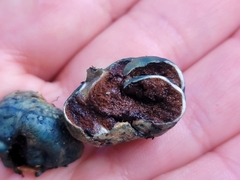 Rossbeevera pachydermis