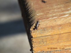 Allocapnia vivipara