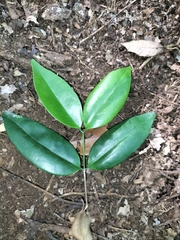 Memecylon talbotianum