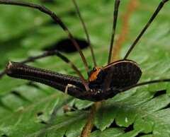 Forsteropsalis pureora