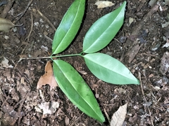 Memecylon talbotianum