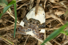 Acontia lucida