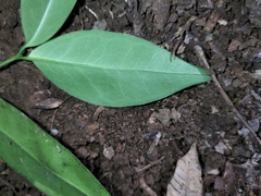 Memecylon talbotianum