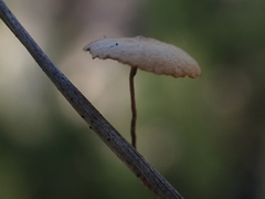 Marasmiineae