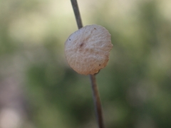 Marasmiineae