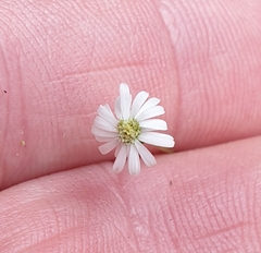 Lagenophora strangulata