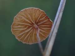 Marasmiineae