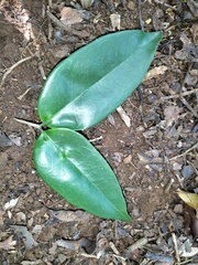 Memecylon talbotianum