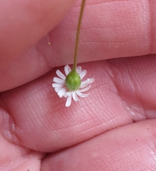 Lagenophora strangulata