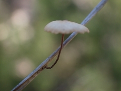 Marasmiineae