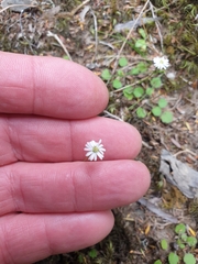 Lagenophora strangulata