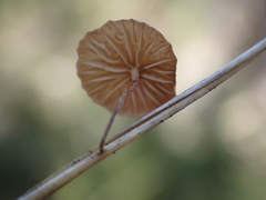 Marasmiineae