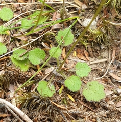 Lagenophora strangulata