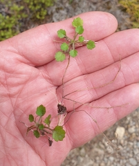 Lagenophora strangulata