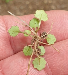 Lagenophora strangulata