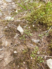 Lagenophora strangulata