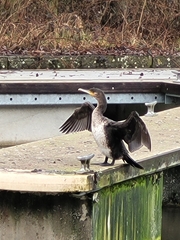 Phalacrocorax carbo carbo