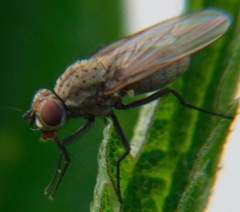 Leucophora