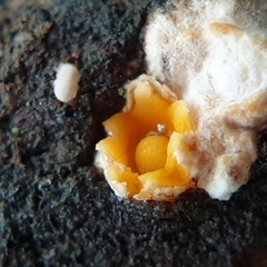 Sphaerobolus stellatus