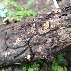 Sphaerobolus stellatus