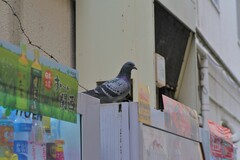 Columba livia domestica