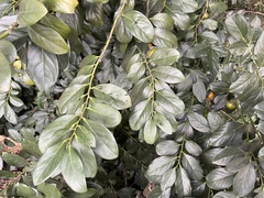 Diospyros maritima