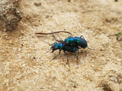 Cicindela nigrior