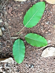 Ficus virens