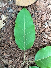Ficus virens