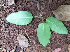 Ficus virens