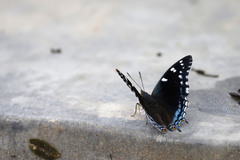 Charaxes guderiana