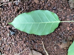 Ficus virens